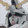 アライグマ 的头像