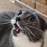 RichieS profil fotoğrafı