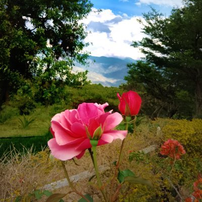 Edith Fernández's profile picture