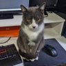 Peteruso profil fotoğrafı