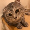 ジジ丸とラン丸 的头像