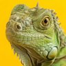 Lizard Brain 的头像