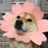 ᴾᴿᴬ(𝘠)𝙔𝙪𝙪Ⓝ ᢉ𐭩 Ი𐑼 。ִ ࣪𖤐's profile picture
