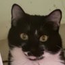 Profilbild von Dexide
