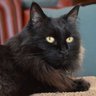 Indulged Cats 🐱's profile picture