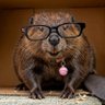 Beaverturd ™ 🇨🇦 profil fotoğrafı