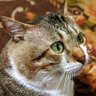 Profilbild von ニコ