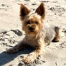 Profilbild von Landavia mit PAUL“ dem Strandläufer „