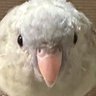 Фото профиля あろ@インコ暮らし𓅪