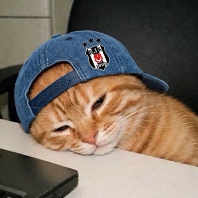leyla's profile picture
