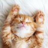 AK信者みぃТнЭ猫 的头像