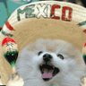 Profilbild von Waldo résiste! 🇲🇽