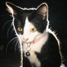 Rascl Cullen's profile picture