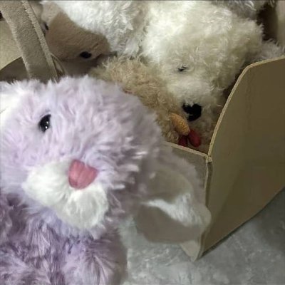 TitoLlull's profile picture