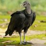 BUZZARD WITCH PEDIGREE's profile picture