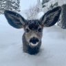 Zozo's profile picture