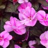 花🪽🕺💃🪽🪽 profil fotoğrafı