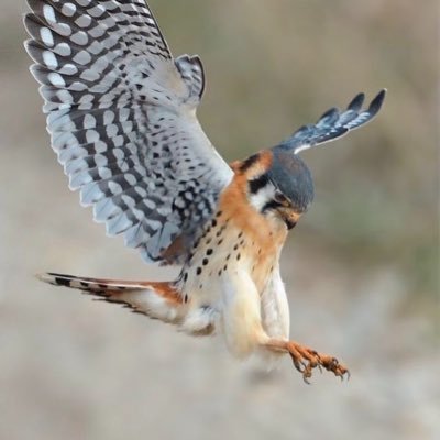 ArcasDream's profile picture