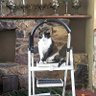 Jingles ♀️🐈 🐈⬛🧵🧶 🇬🇧 profil fotoğrafı