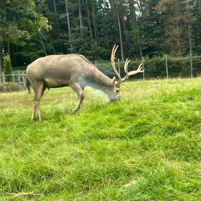 Stainlesz05's profile picture