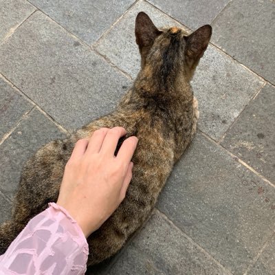 alwais_kitty's profile picture