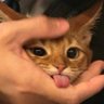 Profilbild von นามิ.