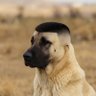 Profilbild von Dog3rmaNN