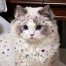 nicha's profile picture