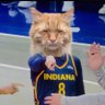 Cat 的头像