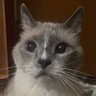Reeflex's profile picture