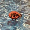 🐚 profil fotoğrafı