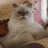 Profilbild von Tigs