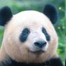 Profilbild von くまきち