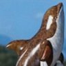 Basketball Orca 的头像