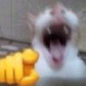 Profilbild von にゃんぱす