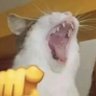 Profilbild von CornbreadFuckNigga