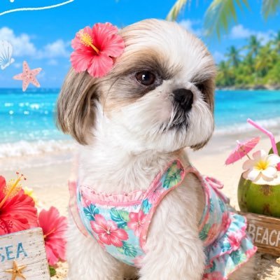 シーズー🐶華ちゃん🌺's profile picture