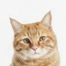 ゆーちゃん's profile picture
