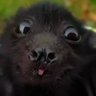 Profilbild von pupu
