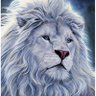 diamondlion profil fotoğrafı