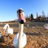 Sir duck 的头像