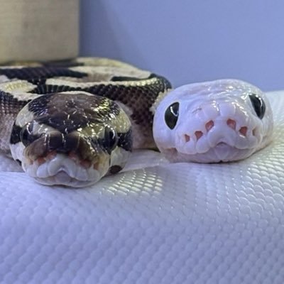 双葉@🐍's profile picture