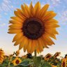 Nery🌻🤠 的头像