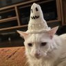 Mr Cat profil fotoğrafı
