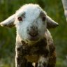 Winterlamb 的头像