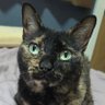Profilbild von しゃび猫