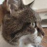 SimonSaysFO's profile picture