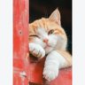 Mano Billi profil fotoğrafı