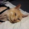 シャマロテのパパ's profile picture