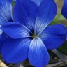 Фото профиля SweetBlueLili
